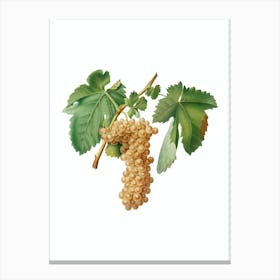 Vintage Trebbiano Grapes Botanical Illustration on Pure White n.0363 Canvas Print