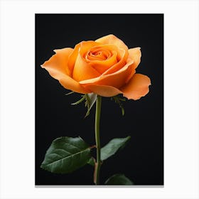 Orange Rose 2 Canvas Print