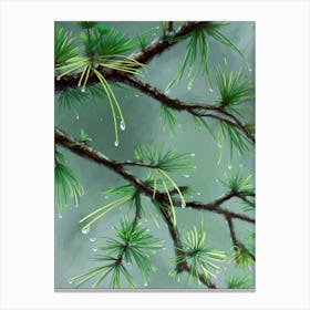 Pine Branch With Raindrops Canvas Print