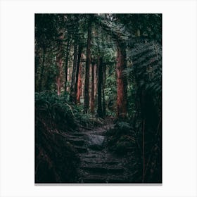 Dark Forest Path Canvas Print