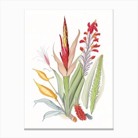 Helonias Root Spices And Herbs Pencil Illustration 2 Canvas Print