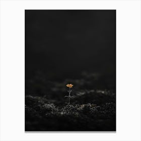 Single Flower In The Dark 37 Canvas Print