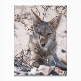 Desert Coyote Canvas Print