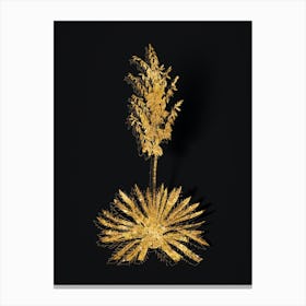 Vintage Adam's Needle Botanical in Gold on Black n.0498 Canvas Print