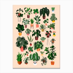 House Plant Collection Canvas Print