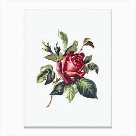 Red Rose On A White Background Canvas Print