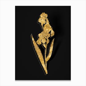 Vintage Dalmatian Iris Botanical in Gold on Black n.0260 Canvas Print