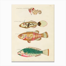Colourful And Surreal Illustrations Of Fishes And Sea Horse Found In Moluccas (Indonesia) And The East Indies, Louis Renard(45) Canvas Print