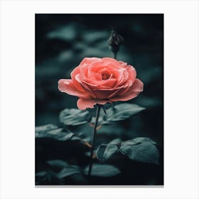 Pink Rose 66 Canvas Print