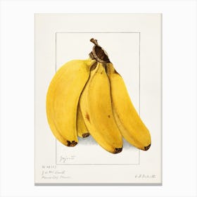 Bananas 2 Canvas Print