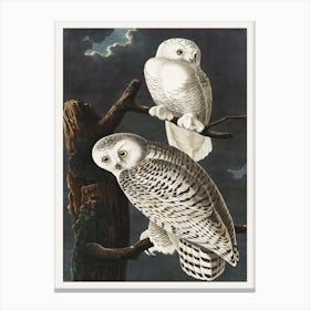 Snowy Owl, Birds Of America, John James Audubon Canvas Print