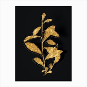 Vintage Grey Willow Botanical in Gold on Black n.0066 Canvas Print