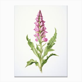 Foxglove Flower Vintage Botanical 1 Canvas Print