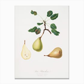 Pear (Pyrus Communis) From Pomona Italiana (1817 1839), Giorgio Gallesio Canvas Print