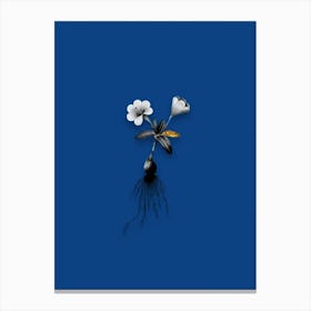 Vintage Cape Tulip Black and White Gold Leaf Floral Art on Midnight Blue n.1157 Canvas Print