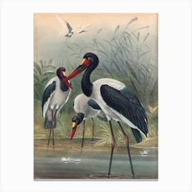 Vintage Three Storks Canvas Print