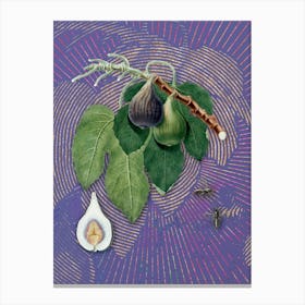 Vintage Fig Botanical Illustration on Veri Peri n.0210 Canvas Print