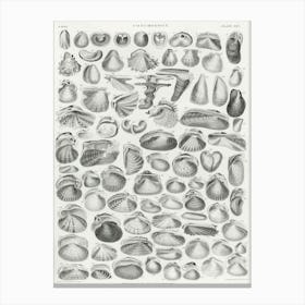 Conchology, Oliver Goldsmith 2 Canvas Print