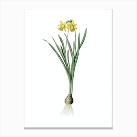 Vintage Lesser Wild Daffodil Botanical Illustration on Pure White n.0367 Canvas Print