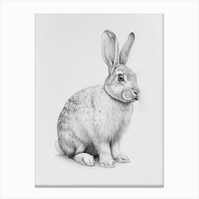 American Fuzzy Rabbit Drawing 2 Canvas Print