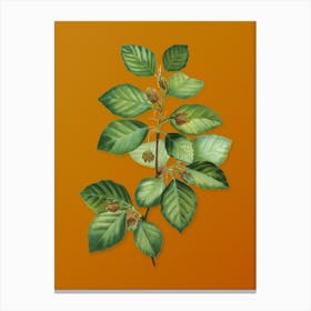 Vintage European Beech Botanical on Sunset Orange n.0145 Canvas Print