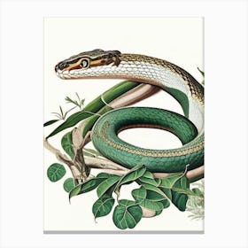 Mangrove Pit Viper Snake Vintage Canvas Print
