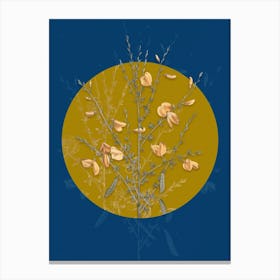 Vintage Botanical Yellow Broom Flowers on Circle Yellow on Blue Canvas Print