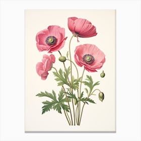 Anemones Flower Vintage Botanical 3 Canvas Print
