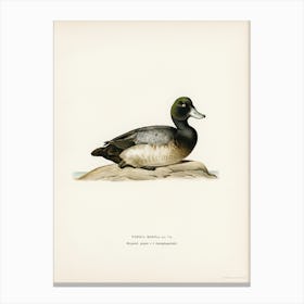 Greater Scaup, Scaup Female, The Von Wright Brothers Canvas Print