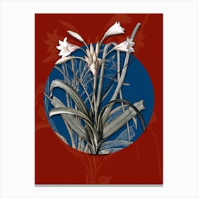 Vintage Botanical Malgas Lily on Circle Blue on Red n.0062 Canvas Print