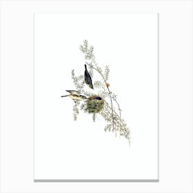 Vintage Gray Backed Zosterops Bird Illustration on Pure White n.0324 Canvas Print
