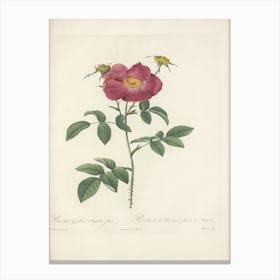 Rose Illustration, Pierre Joseph Redoute, Pierre Joseph Redoute(133) Canvas Print