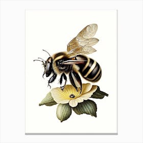 Apis Bee 1 Vintage Canvas Print