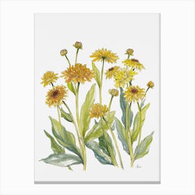 Paper Daisies Canvas Print