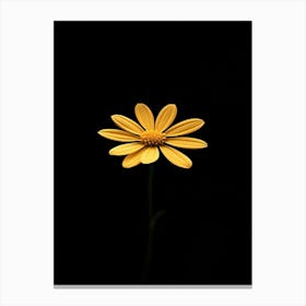 Single Yellow Daisy 6 Canvas Print