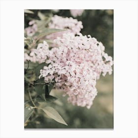 Lilac Hydrangea Canvas Print