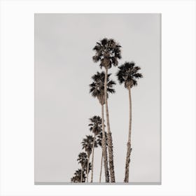 Palm Tree Scenery Canvas Print