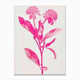 Hot Pink Bergamot Canvas Print