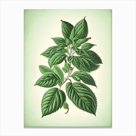 Peppermint Herb Vintage Botanical Canvas Print