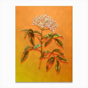 Vintage Elderberry Flowering Plant Botanical Art on Tangelo n.0251 Canvas Print