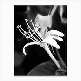 Honeysuckle BW Canvas Print