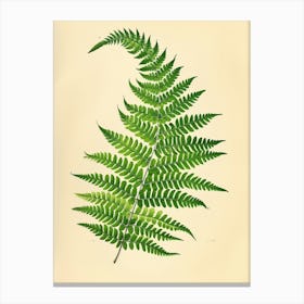 Vintage Illustration Ribbon Fern 1 Canvas Print