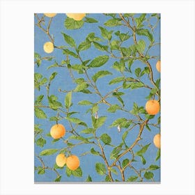 Apricot 2 Vintage Botanical Fruit Canvas Print