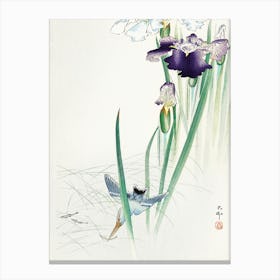 Kingfisher And Irises (1900 1930), Ohara Koson Canvas Print