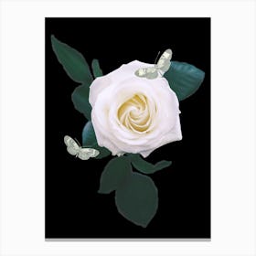 White Rose With Butterflies Canvas Print