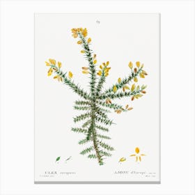 Gorse, Pierre Joseph Redoute Canvas Print