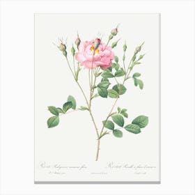 Anemone Flowered Sweetbriar, Pierre Joseph Redoute Canvas Print