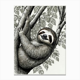 Sloth In The Tree 1 Canvas Print