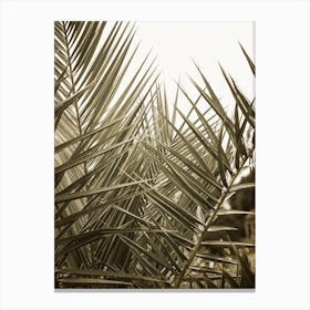 Palm Forest Canvas Print