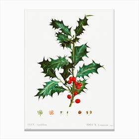 Common Holly, Pierre Joseph Redoute Canvas Print